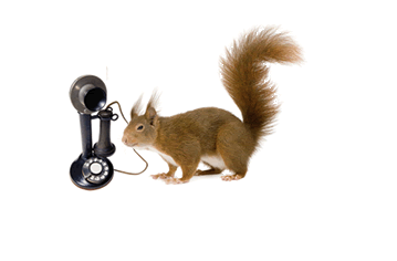 A phone and squirrel illustrate how you can contact Clearly Inventory A phone and squirrel illustrate how you can contact Clearly Inventory